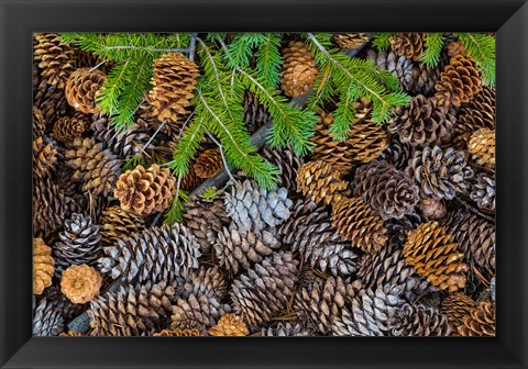 Framed Pine Cones And Douglas Fir Bough, Nevada Print