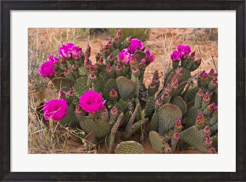 Framed Prickly Pear Cactus In Bloom, Valley Of Fire State Park, Nevada Print