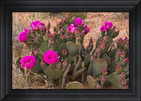 Framed Prickly Pear Cactus In Bloom, Valley Of Fire State Park, Nevada Print