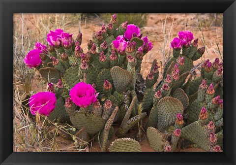 Framed Prickly Pear Cactus In Bloom, Valley Of Fire State Park, Nevada Print