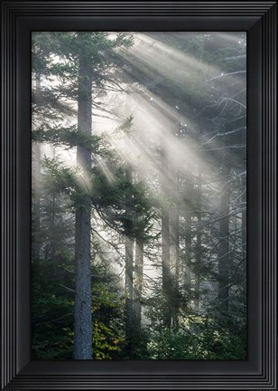 Framed Sun Rays Shining Through Foggy Pine Trees Print