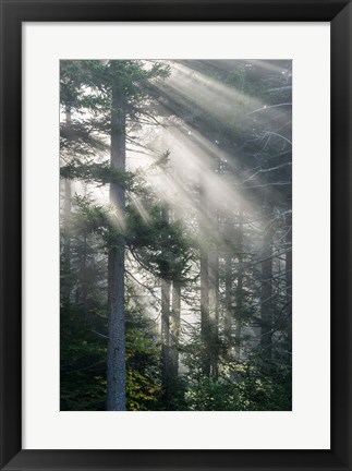 Framed Sun Rays Shining Through Foggy Pine Trees Print