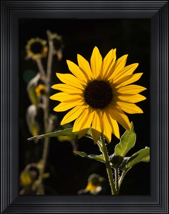 Framed Backlit Sunflower, Santa Fe, New Mexico Print