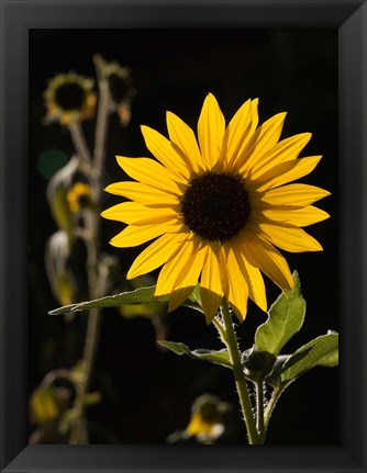 Framed Backlit Sunflower, Santa Fe, New Mexico Print