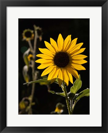 Framed Backlit Sunflower, Santa Fe, New Mexico Print