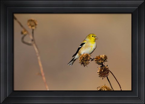 Framed American Goldfinch Feeding On Sunflower Seeds Print