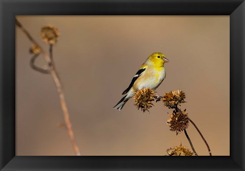 Framed American Goldfinch Feeding On Sunflower Seeds Print