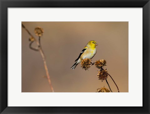 Framed American Goldfinch Feeding On Sunflower Seeds Print