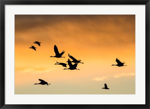 Framed Cranes And Geese Flying, New Mexico Print