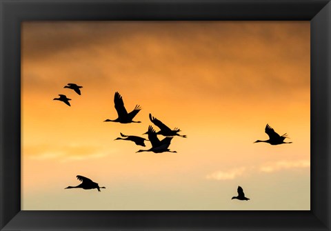 Framed Cranes And Geese Flying, New Mexico Print