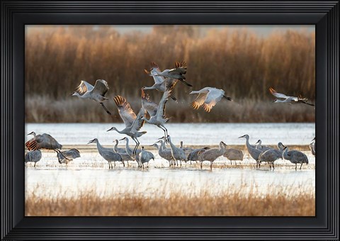 Framed Sandhill Cranes Flying, New Mexico Print