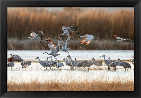 Framed Sandhill Cranes Flying, New Mexico Print