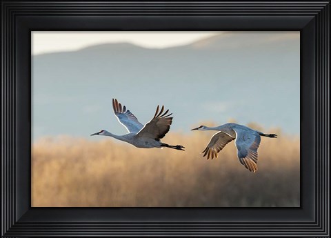 Framed Two Sandhill Cranes Flying, New Mexico Print