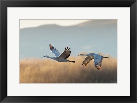 Framed Two Sandhill Cranes Flying, New Mexico Print