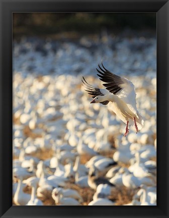 Framed Snow Geese Landing In Corn Fields, New Mexico Print