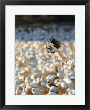 Framed Snow Geese Landing In Corn Fields, New Mexico Print