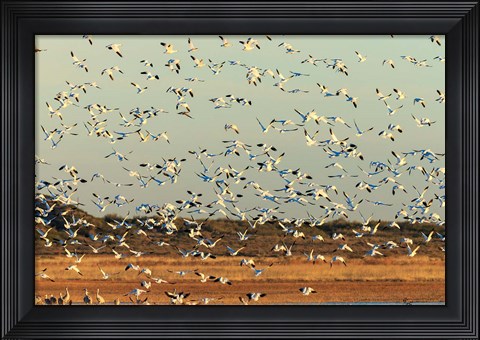 Framed Snow Geese Taking Off From Their Morning Roost, New Mexico Print