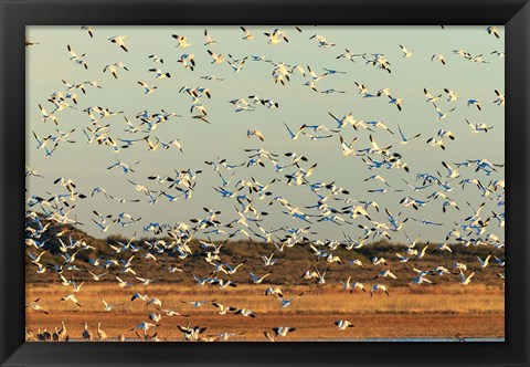 Framed Snow Geese Taking Off From Their Morning Roost, New Mexico Print