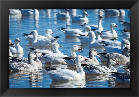 Framed Ross&#39;s And Snow Geese In Freshwater Pond, New Mexico Print