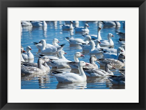 Framed Ross&#39;s And Snow Geese In Freshwater Pond, New Mexico Print