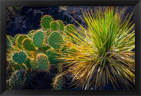 Framed Cactus On Malpais Nature Trail, New Mexico Print