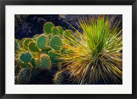 Framed Cactus On Malpais Nature Trail, New Mexico Print