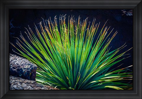 Framed Succulent On Malpais Nature Trail, New Mexico Print