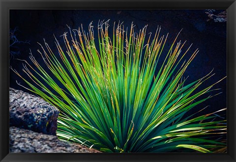 Framed Succulent On Malpais Nature Trail, New Mexico Print