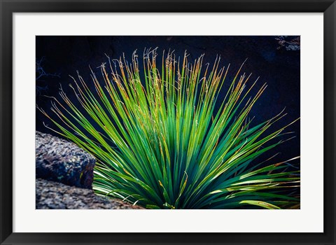 Framed Succulent On Malpais Nature Trail, New Mexico Print