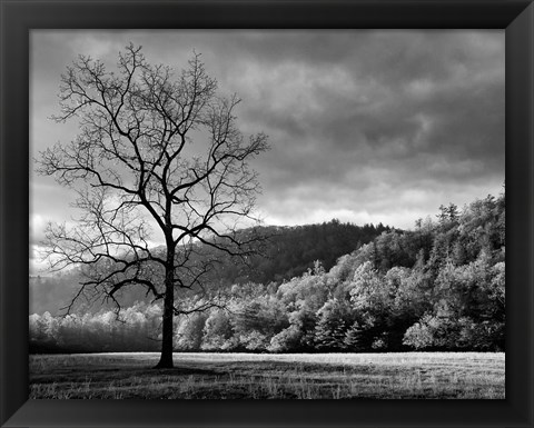 Framed Storm Clearing At Dawn In Cataloochee Valley, North Carolina (BW) Print