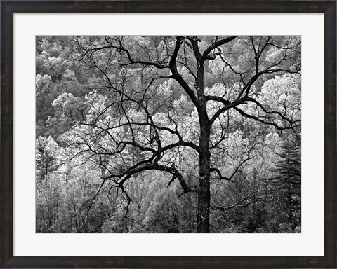 Framed Tree Caught In Dawn&#39;s Early Light, North Carolina (BW) Print
