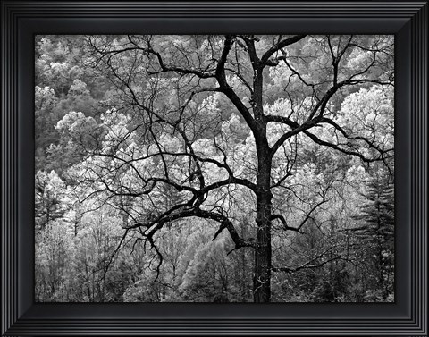 Framed Tree Caught In Dawn&#39;s Early Light, North Carolina (BW) Print