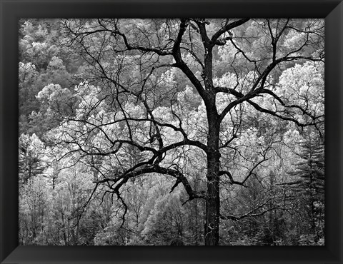 Framed Tree Caught In Dawn&#39;s Early Light, North Carolina (BW) Print