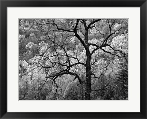 Framed Tree Caught In Dawn&#39;s Early Light, North Carolina (BW) Print