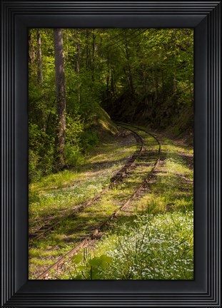 Framed Overgrown Abandoned Rail Line, North Carolina Print