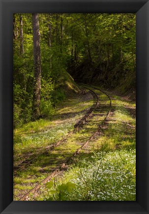Framed Overgrown Abandoned Rail Line, North Carolina Print
