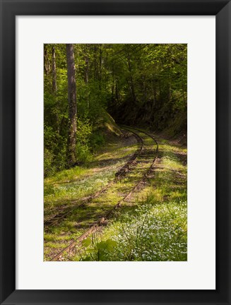 Framed Overgrown Abandoned Rail Line, North Carolina Print