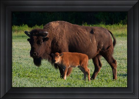 Framed American Bison And Calf Print