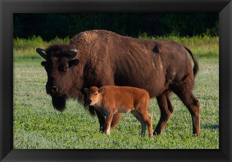 Framed American Bison And Calf Print