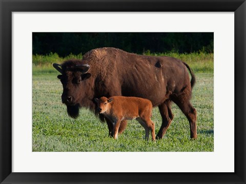 Framed American Bison And Calf Print