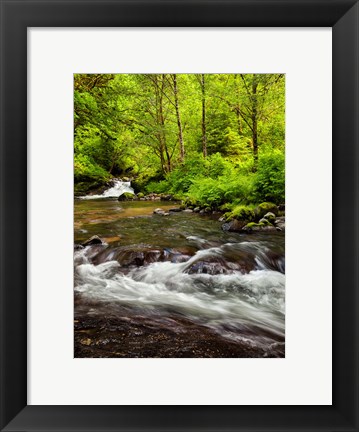 Framed Siuslaw National Forest, Sweet Creek, Oregon Print