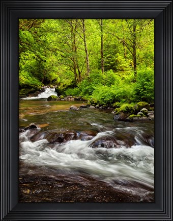 Framed Siuslaw National Forest, Sweet Creek, Oregon Print