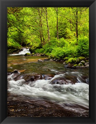 Framed Siuslaw National Forest, Sweet Creek, Oregon Print