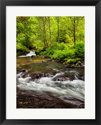 Framed Siuslaw National Forest, Sweet Creek, Oregon Print