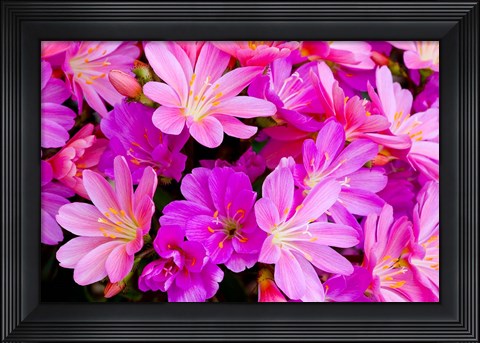 Framed Close-Up Of Columbian Lewisia Print