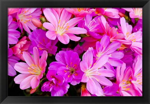 Framed Close-Up Of Columbian Lewisia Print