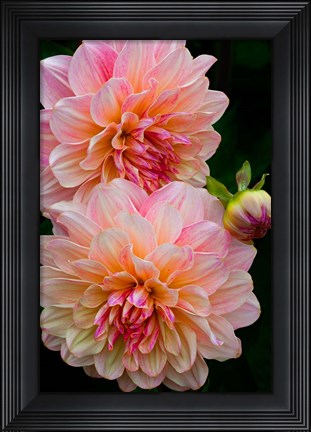 Framed Close-Up Of Pink Dahlia Flowers Print