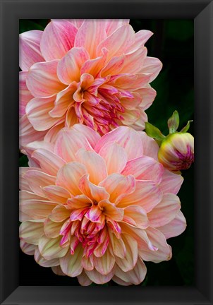 Framed Close-Up Of Pink Dahlia Flowers Print