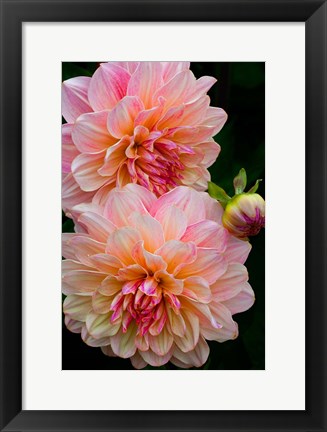 Framed Close-Up Of Pink Dahlia Flowers Print