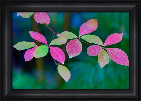 Framed Wild Dogwood Leaves In Autumn Print